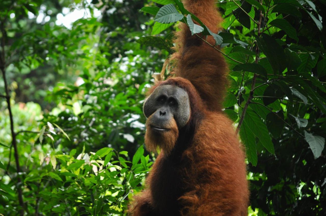 Garden * Bukit Lawang