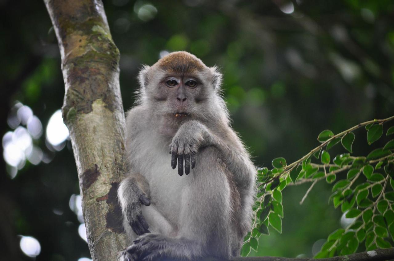 Garden Lodge Bukit Lawang